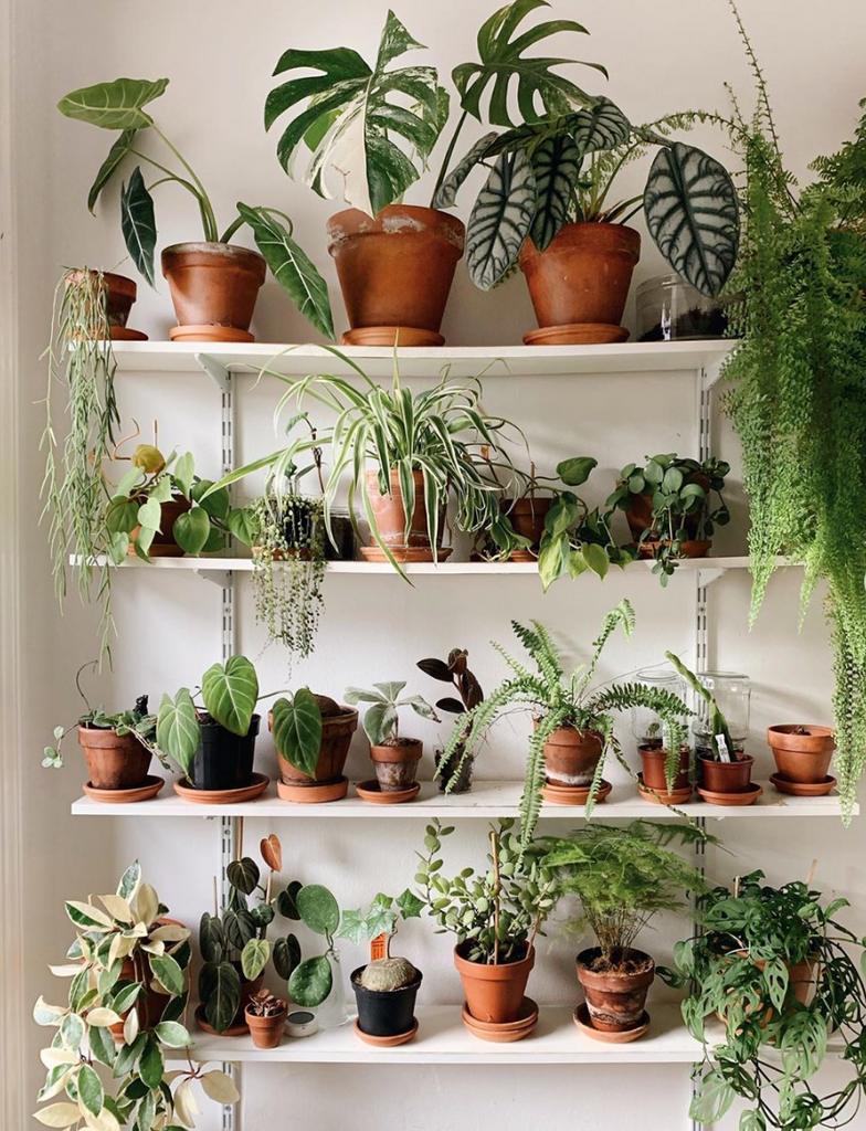 Our Guide to Houseplants – LYLIE Jewellery