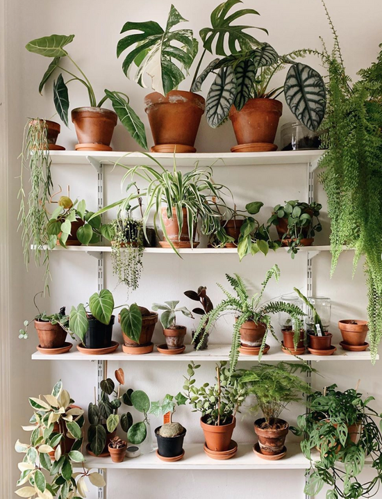 Our Guide to Houseplants